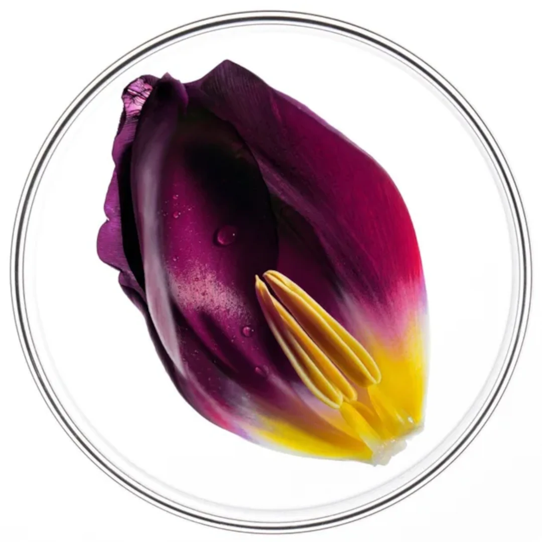 Phyto Phytocyane Gradual Hair Loss Ampoules (aging, Menopause, Heredity) 12x5ml 4 Phyto Phytocyane Gradual Hair Loss Ampoules (aging, Menopause, Heredity) 12x5ml - Image 4