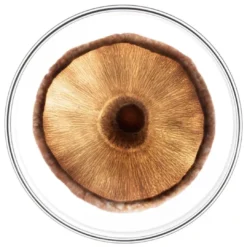 Phyto Phytocyane Men Hair Loss Ampoules (heredity, Weakened Hair) 12x3,5ml -Nude Rich Sales Lyskin Phyto phytocyane men hair loss ampoules PHY00114 3